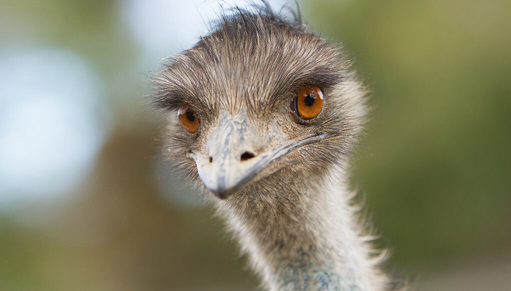 emu